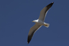 1cy fuscus in August, ringed in Finland. (81365 bytes)